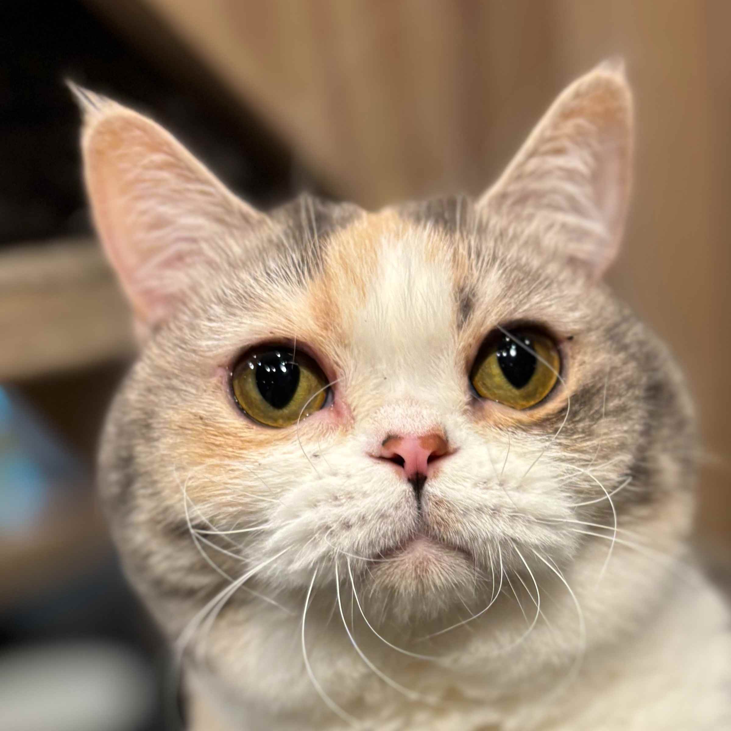 なのは